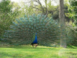 800px-Pavo_Real.JPG