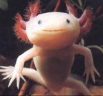 axolote2.jpg