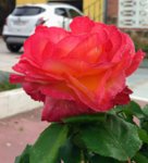 IMG_20180423_192644.jpg